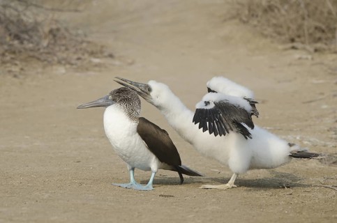 A parent Blue-footed Booby looks away, while it's baby begs for food