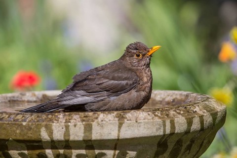 Common Blackbird (Turdus merula) female bathing, Wales, United Kingdom