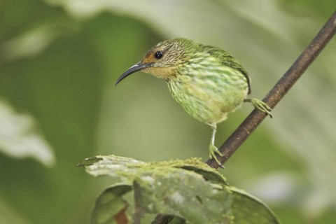 Purple Honeycreeper (Cyanerpes caeruleus) female