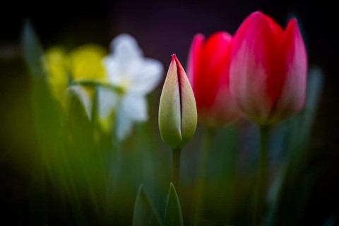 Tulip bud with pink tulips and daffodils already opened in the background, Germany
