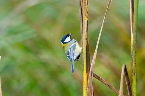 Great tit (Parus major) sitting on stem of a reed at a swamp, Bavaria, Germany