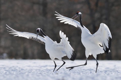 Red-crowned Crane (Grus japonensis), Hokkaido, Japan
