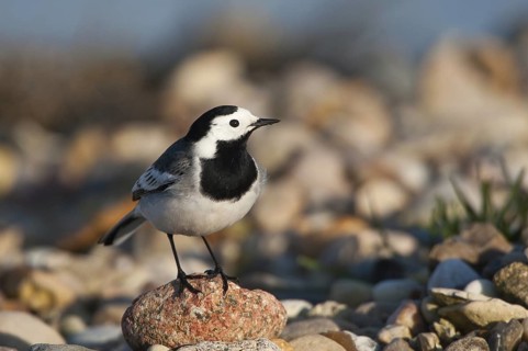 White Wagtail (Motacilla alba), Schleswig-Holstein, Germany