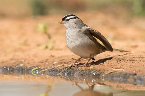 White-crowned Sparrow (Zonotrichia leucophrys), Texas, USA