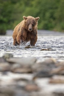 Grizzly Bear (Ursus arctos horribilis) hunting Pacific Salmon, British Columbia, Canada