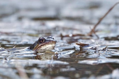 Common frog in a pond, Saxony, Germany