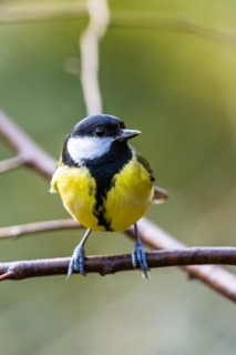 Great Tit, Parus major, bird in forest at winter sun