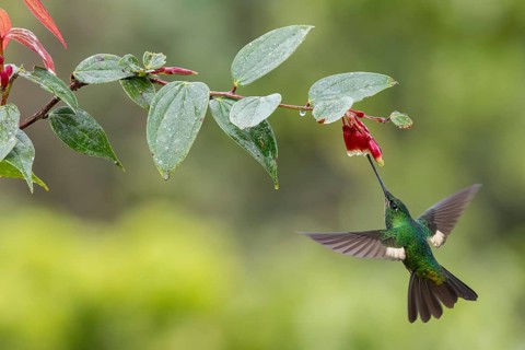 Buff-winged Starfrontlet (Coeligena lutetiae) flying while feeding at a flower in the Andes