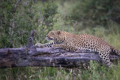 Leopard (Panthera pardus) lying on a tree, Sabi Sands, South Africa