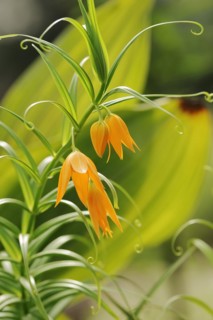 Climbing lily (Littonia modesta, Gloriosa modesta), flowers, native to South Africa