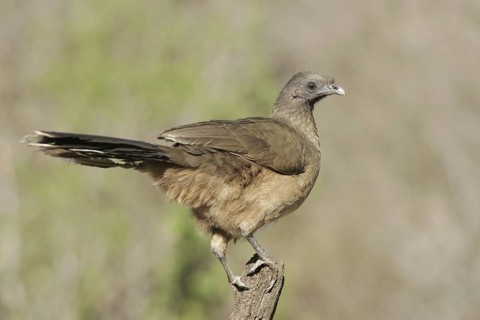 Plain Chachalaca (Ortalis vetula mccalli), Texas, USA