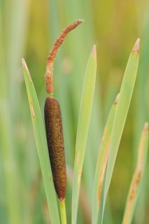 Broad-leaved bulrush (Typha latifolia), North Rhine-Westphalia, Germany