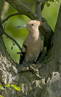Eurasian Hoopoe (Upupa epops), Brandenburg, Germany