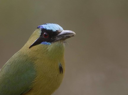Whooping Motmot (Momotus subrufescens), Manabi, Ecuador