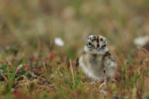 Eurasian Dotterel (Charadrius morinellus) chick, Dalarna, Sweden