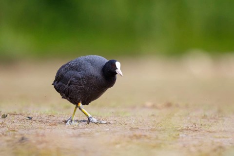 Eurasian Coot (Fulica atra), North Rhine-Westphalia, Germany
