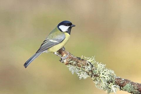 Great Tit (Parus major), sitting on a branch overgrown with moss and lichen, Wildlife, Animals,