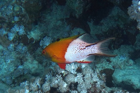Duke's wrasse (Bodianus anthioides)