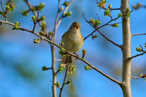 Bird sitting on branch with buds under blue sky, Chiffchaff (Phylloscopus collybita), spring, bird
