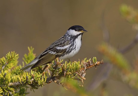 Canada, Manitoba, June, breeding male
