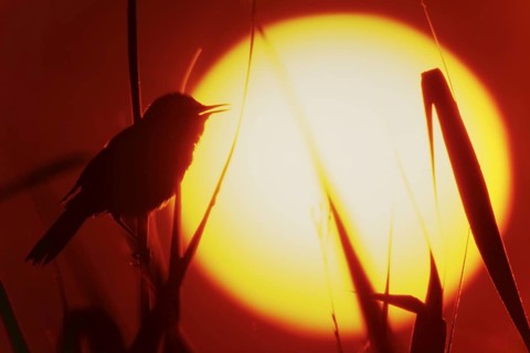 Eurasian Reed Warbler (Acrocephalus scirpaceus) singing, Lower Saxony, Germany