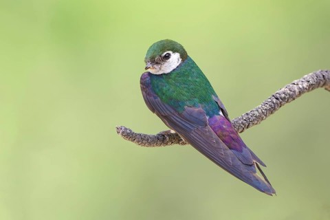Tree Swallow (Tachycineta bicolor), Colorado, USA