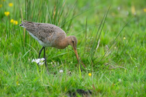 Black-tailed gown (Limosa limosa) looking for food in meadows, Lower Saxony, Germany