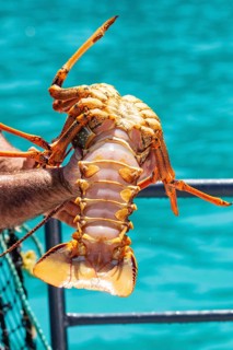 Hummer (Homarus), Bootsfahrt, Akaroa, Banks Peninsula, Canterbury, Neuseeland