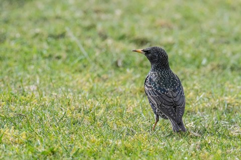 Starling (Sturnus vulgaris), Emsland, Lower Saxony, Germany