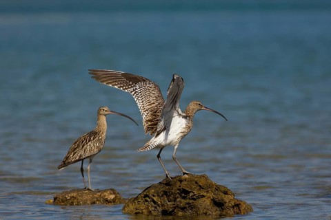 Eurasian Curlew (Numenius arquata) flapping, Oman