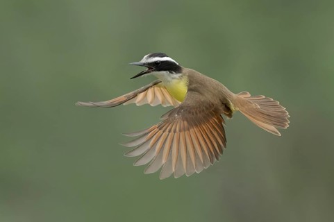 Great Kiskadee (Pitangus sulphuratus) calling in flight, Texas, USA