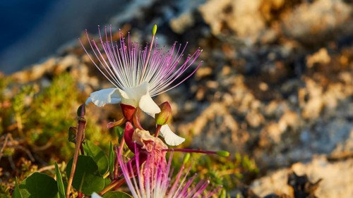 Caper flower (Flos capparis), White flower with pink stamens and rocky landscape in the background,