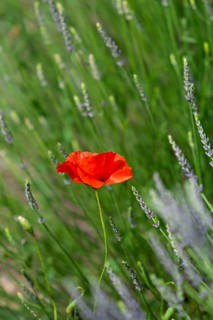 Corn poppy in a lavender field, Provence, France