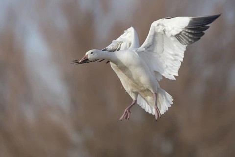Snow Goose (Anser caerulescens) flying, New Mexico, USA