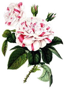 Rosier hybride remontant, remontant hybrid rose, plant and flower, digitally reworked reproduction