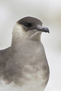 Parasitic Jaeger (Stercorarius parasiticus), Manitoba, Canada
