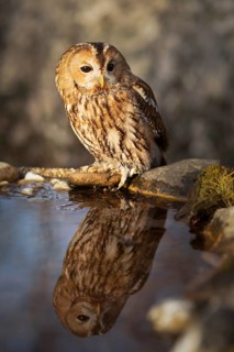 Tawny Owl (Strix aluco) captive, perched at a waterhole, Germany