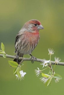 House Finch (Haemorhous mexicanus) male, British Columbia, Canada