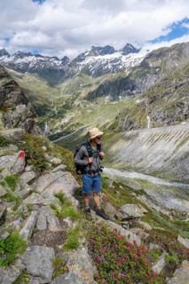 Mountaineer on hiking trail in front of picturesque mountain landscape with blooming alpine roses,