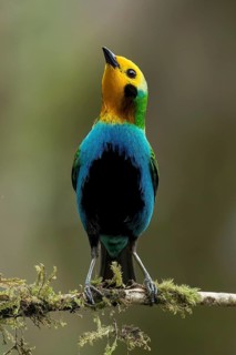 Multicolored Tanager (Chlorochrysa nitidissima) perched on a branch in Colombia, South America