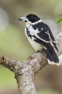 Black-backed Butcherbird (Cracticus mentalis) perched on a branch in Papua New Guinea