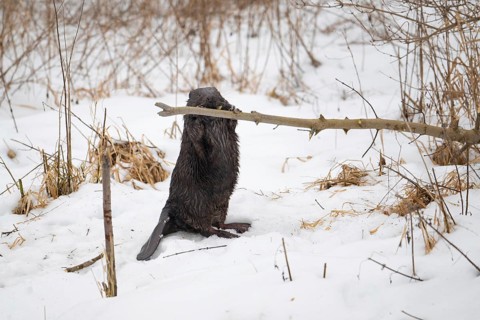 European beaver (Casor fibre), beaver standing upright and gnawing on a branch in winter, Tyrol,