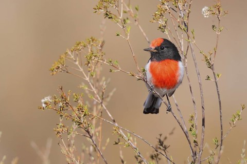 Red-capped Robin (Petroica goodenovii), Western Australia, Australia