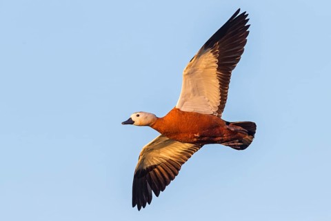 Ruddy shelduck, (Tadorna ferruginea), family of geese, goose birds, animals, flight photo, Lesbos,
