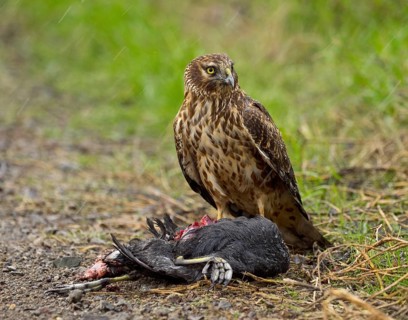 Northern Harrier (Circus cyaneus) eating American Coot (Fulica americana)