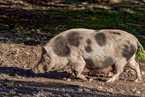 Pot-bellied pig (Sus scrofa f. domestica), female, sow, snuffling in dry stony ground, Poing