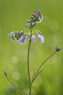 Orange Tip (Anthocharis cardamines) on Cuckoo Flower (Cardamine pratensis), Lower Saxony, Germany