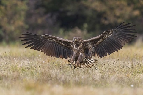 White-tailed Eagle (Haliaeetus albicilla) flying, Kutno, Poland