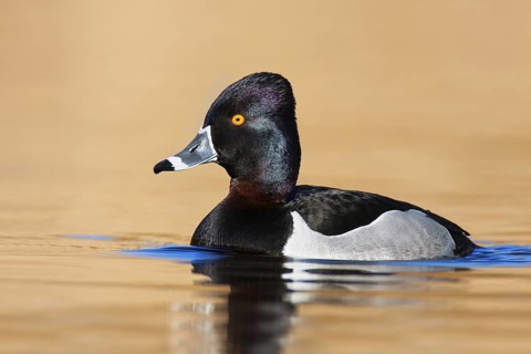 Ring-necked Duck (Aythya collaris) male, British Columbia, Canada