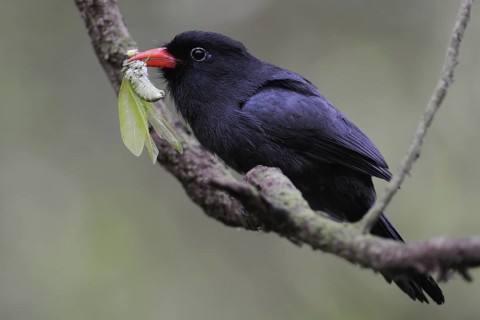 Black-fronted Nunbird (Monasa nigrifrons), Pantanal, Brazil